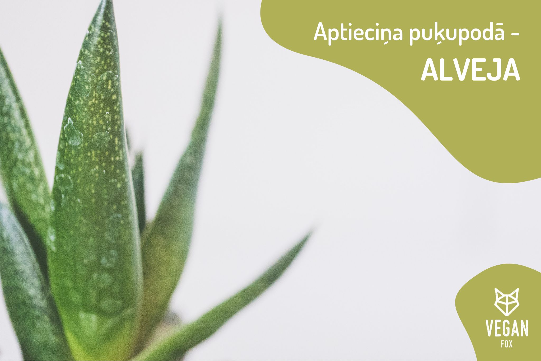 APTIECIŅA PUĶUPODĀ - ALVEJA